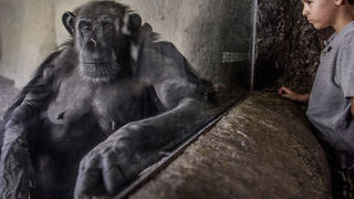 A REVELATING PHOTO EXHIBITION ON ANIMALS’ EXPLOITATION BY HUMANS