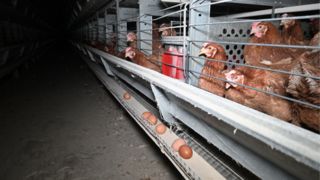 RESEARCH IN GREEK POULTRY FARMS