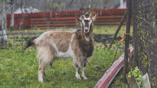 WHAT DOES THE SHEEP AND GOAT PLAGUE CRISIS TEACH US ABOUT OUR DIET AND OUR LIFE?