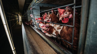 ΖΩΕΣ ΣΕ ΚΛΟΥΒΙΑ – ΚΟΤΕΣ ΑΥΓΟΠΑΡΑΓΩΓΗΣ