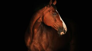 Η φωνή των ιπποειδών επιτέλους ακούγεται, αλλά έχουμε πολύ δρόμο ακόμα