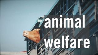 Animal welfare during transportation