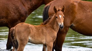 Το ατύχημα στη Θάσο και η ανάγκη ρυθμιστικού πλαισίου για τις επιχειρήσεις με ιπποειδή