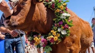 Όταν τα λουλούδια ποτίζονται με αίμα