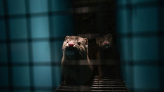 Europe is closing the door on fur. Greece remains a bystander