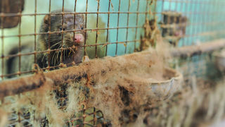 Tο μέλλον της γούνας στην ΕΕ