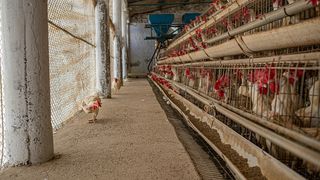 Η κοινωνία είναι έτοιμη. Η νομοθεσία; 65% των Ελλήνων θέλει τις όρνιθες έξω από τα κλουβιά έως το 2035.