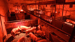 APA INVESTIGATION GREEK PIG FARMING INDUSTRY
