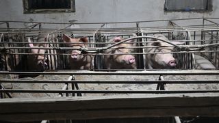 ΕΡΕΥΝΑ ΣΕ ΕΛΛΗΝΙKΑ ΧΟΙΡΟΤΡΟΦEΙΑ... ΕΝΑ ΧΡΟΝΟ ΜΕΤΑ